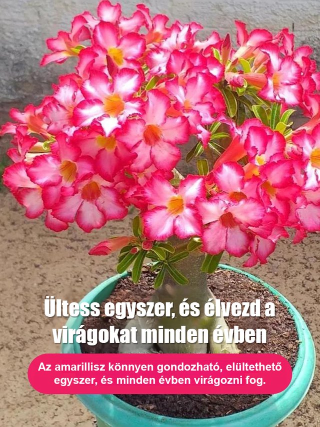 Öntözéssel akár 100 évig élhet a sivatagi rózsa hagymás virág.